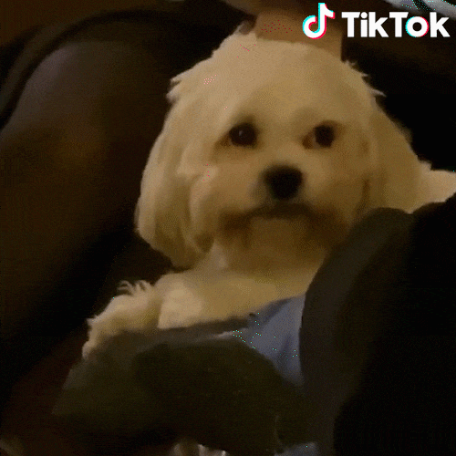 increase Tik Tok likes