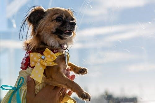 Pet Care