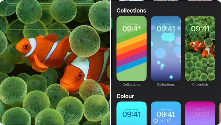Clownfish Wallpaper